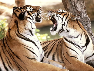 two tigers, tiger, animals, big cats HD wallpaper