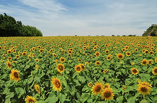 Sunflower field HD wallpaper