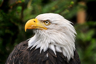 close up photo of bald eagle, america