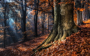 landscape photo of forest HD wallpaper