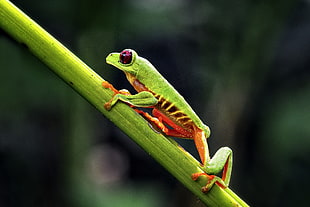 selective photography ofg green frog on green branch, red-eyed tree frog