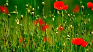 red Poppy flower field durig daytime HD wallpaper