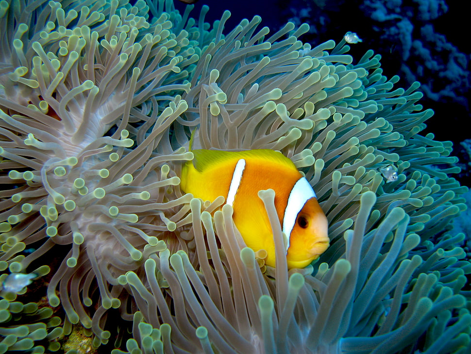 Clown Fish on coral reefs, anemonefish HD wallpaper