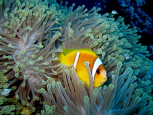 Clown Fish on coral reefs, anemonefish HD wallpaper