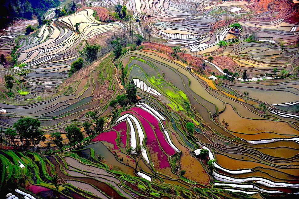 assorted-color abstract painting, terraced field, rice paddy HD wallpaper