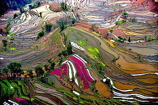 assorted-color abstract painting, terraced field, rice paddy