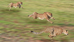 three cheetahs, animals, cheetahs, running, motion blur HD wallpaper