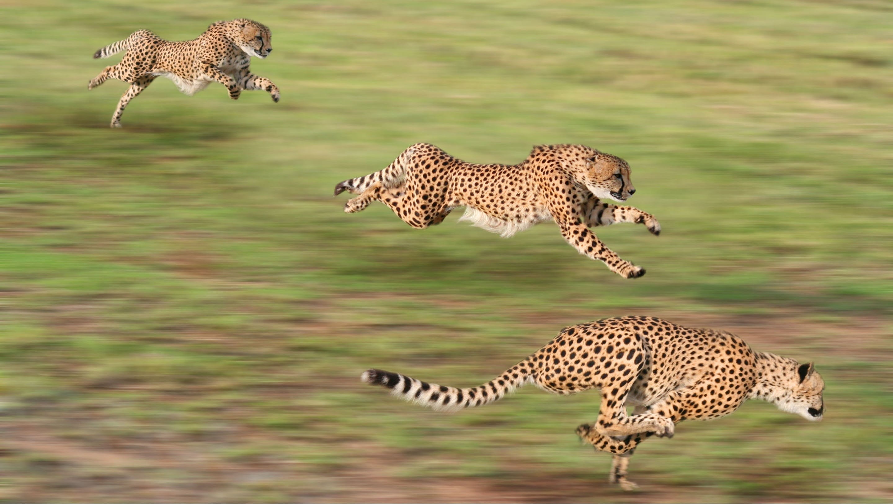 three cheetahs, animals, cheetahs, running, motion blur