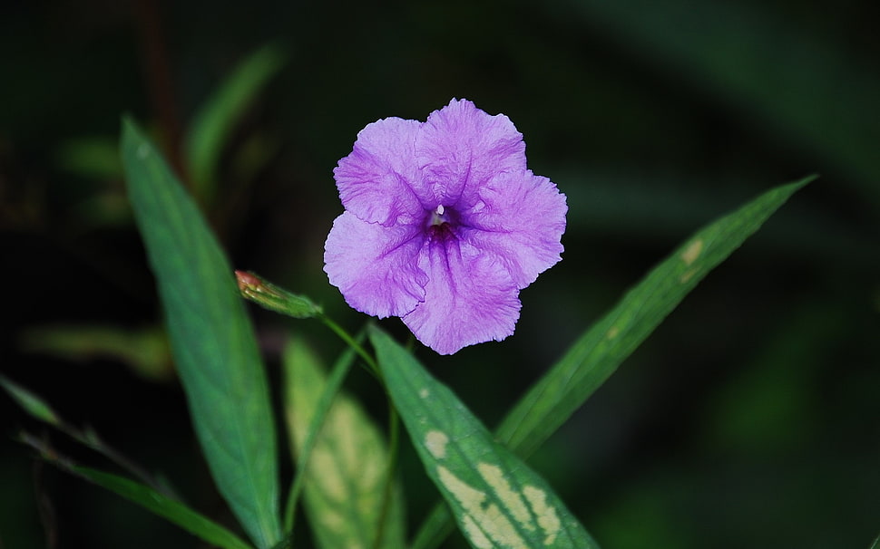 purple petaled flower HD wallpaper