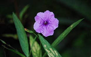purple petaled flower HD wallpaper