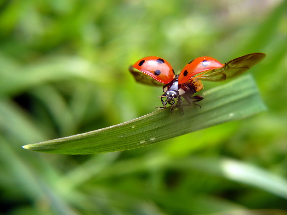 red ladybug perched on green leaf in closeup photo HD wallpaper