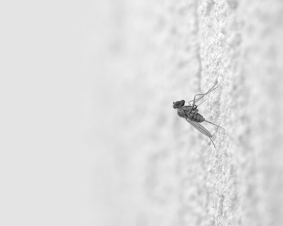 black tiger mosquito HD wallpaper