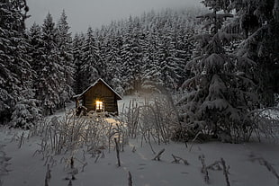 brown wooden cabin, landscape, nature, trees, winter