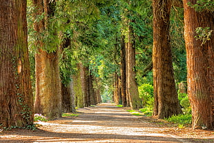 pathway surrounded by trees during daytime