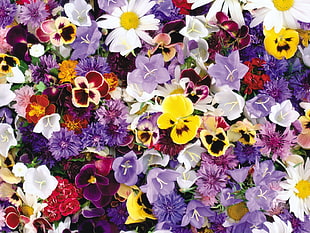 purple, yellow and white flowers HD wallpaper