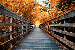 blue wooden bridge, nature, landscape, fall, road HD wallpaper