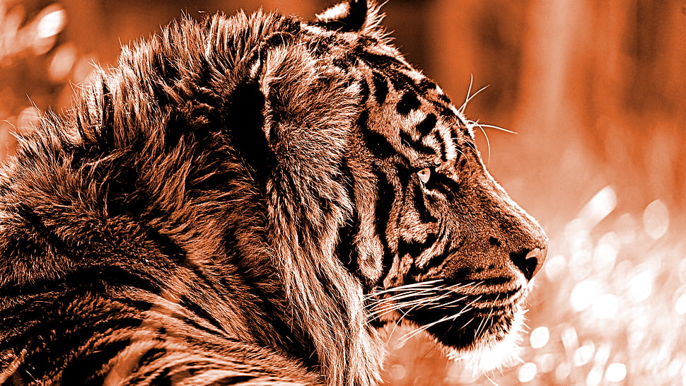 tiger, tiger, wildlife, animals HD wallpaper