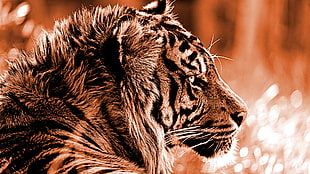 tiger, tiger, wildlife, animals HD wallpaper