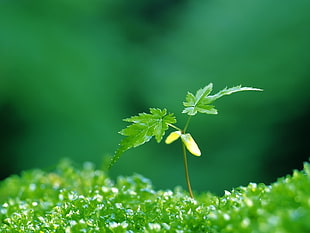 shallow focus photography of green plant