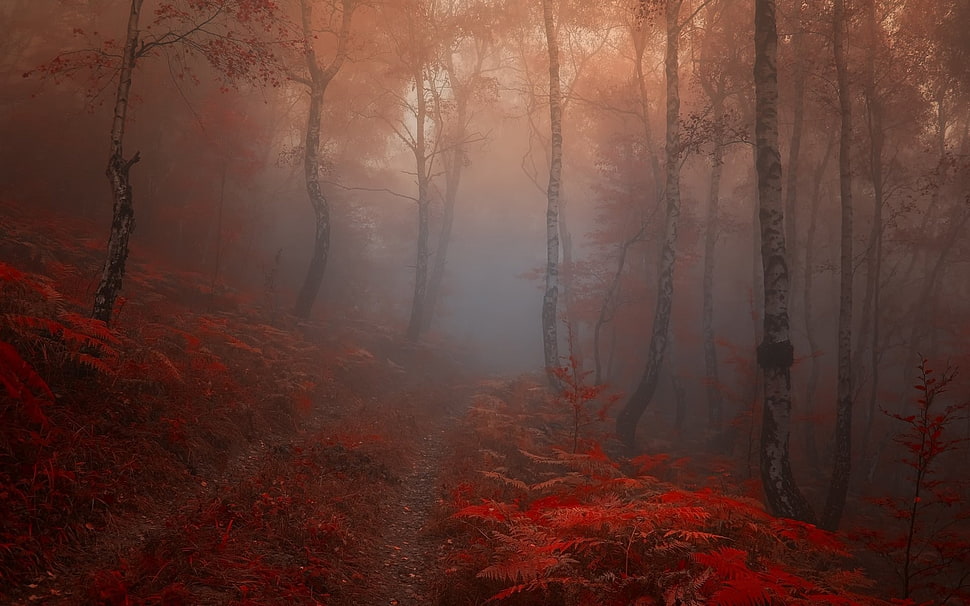 red leaf plant, fall, forest HD wallpaper