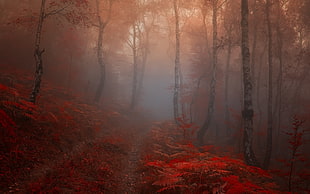 red leaf plant, fall, forest