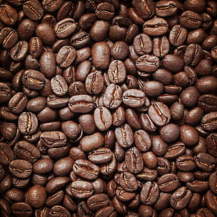 closeup photo of coffee beans HD wallpaper