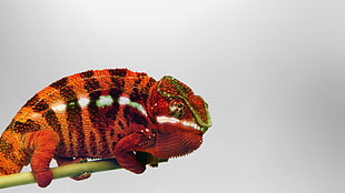 red and orange chameleon HD wallpaper