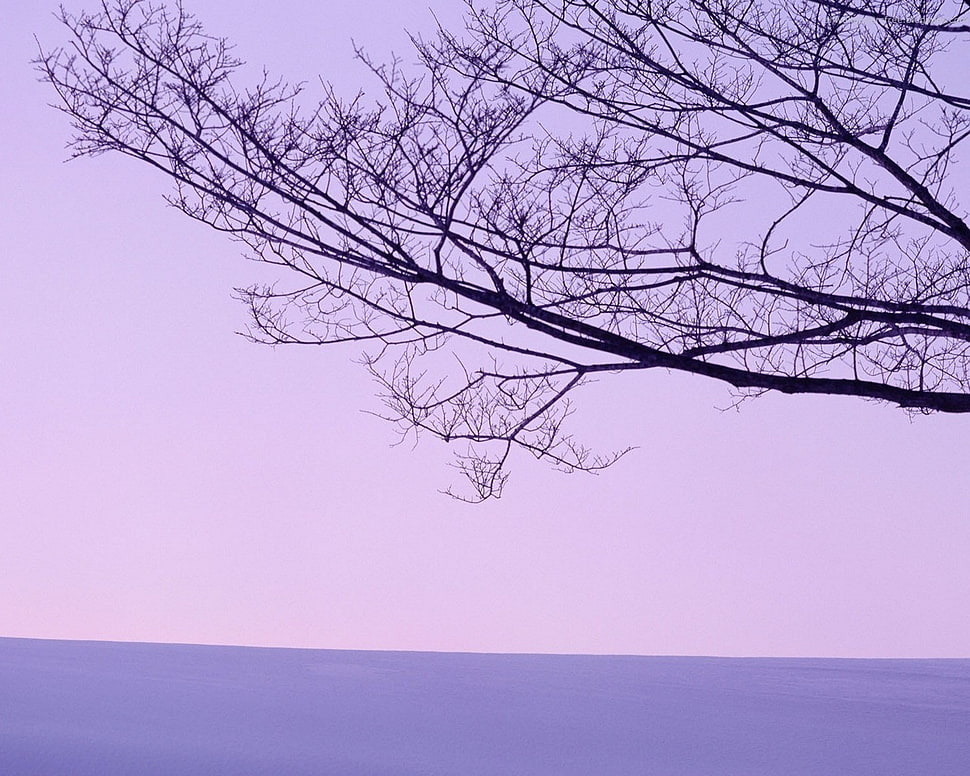 black and white tree painting, landscape HD wallpaper