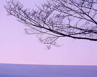 black and white tree painting, landscape