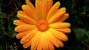 yellow clustered flower with drops of water closeup photography