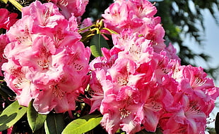 closeup photography of pink petaled cluster flowers