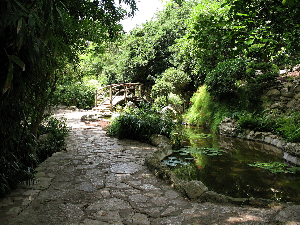 fish pond HD wallpaper