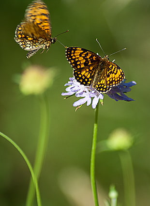 shallow focus photography of yellow and black butterfly on purple flower