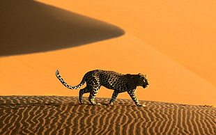 brown cheetah, Namibia, sand, dune, leopard