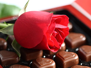rose on chocolate