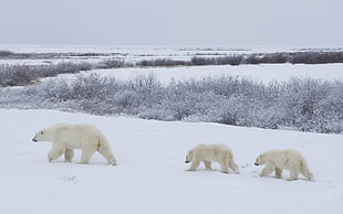 three white Polar bears walking on snow near green grasses