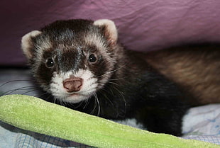 brown and white animal HD wallpaper