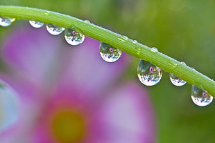 macro photography of dew in green flower stem HD wallpaper