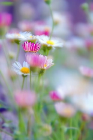 shallow depth of field photo of pink and white daisy, erigeron HD wallpaper