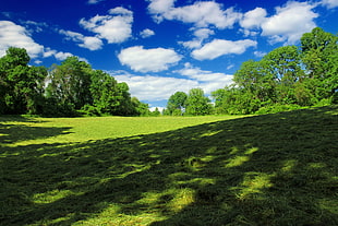 green grass landscape photography HD wallpaper