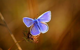 blue butterfly during daytime HD wallpaper