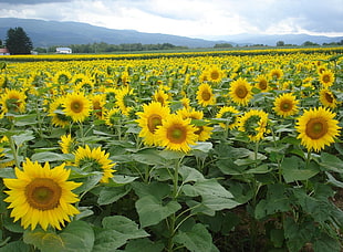 bed of sunflowers HD wallpaper