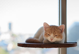 orange tabby cat lying on brown wooden cat tower