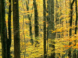 photograph of forest