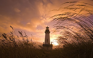 low angle photography of lighthouse surrounded by grass