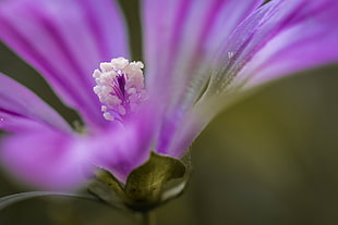 shallow focus photography of pink flower, malva sylvestris HD wallpaper