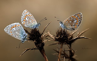close up photo of three common blue butterflies