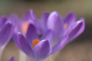 close up shot of purple flowers during daytime HD wallpaper