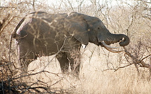 photo of grey elephant on baretrees area