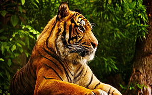 brown tiger, tiger, animals, big cats